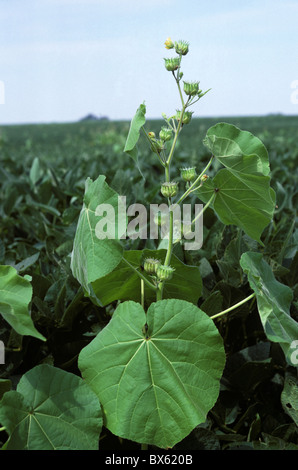 Velvet leaf (Abutilon theophrasti) flowering in a maturing soya crop, Illinois, USA Stock Photo