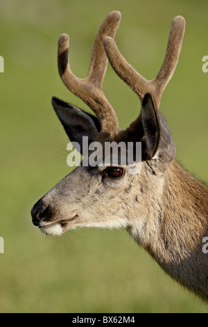 Mule deer (Odocoileus hemionus) buck in velvet, Glacier National Park, Montana, United States of America, North America Stock Photo