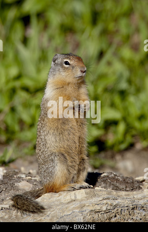 Columbian ground squirrel (Citellus columbianus), Glacier National Park, Montana, United States of America, North America Stock Photo