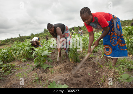 Farmers work in a vegetable field in Kakata, Liberia, West Africa. Stock Photo