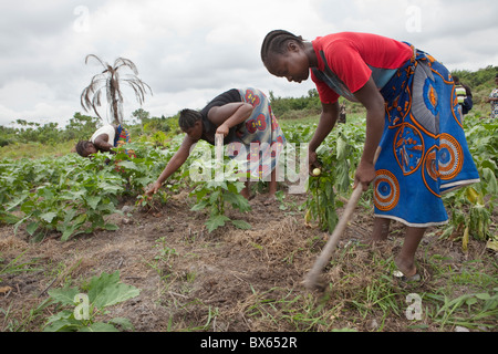 Farmers work in a vegetable field in Kakata, Liberia, West Africa. Stock Photo