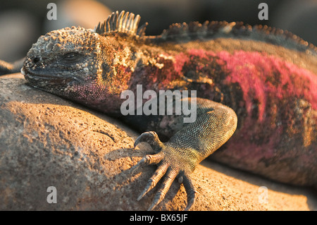 Marine iguana (Amblyrhynchus cristatus), Suarez Point, Isla Espanola, Galapagos Islands, UNESCO World Heritage Site, Ecuador Stock Photo