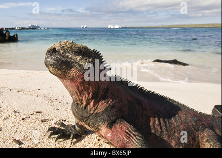 Marine iguana (Amblyrhynchus cristatus), Suarez Point, Isla Espanola, Galapagos Islands, UNESCO World Heritage Site, Ecuador Stock Photo