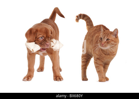 Puppy and Kitten Playing with Bone Stock Photo