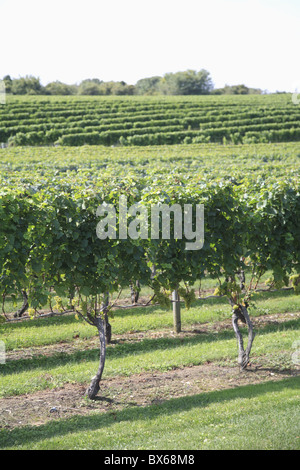 Vineyard of Winery, The Hamptons, Long Island, New York,  United States of America, North America Stock Photo