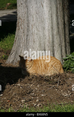 detail of cute tired cat sleeping outdoors in sun Stock Photo