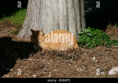 detail of cute tired cat sleeping outdoors in sun Stock Photo