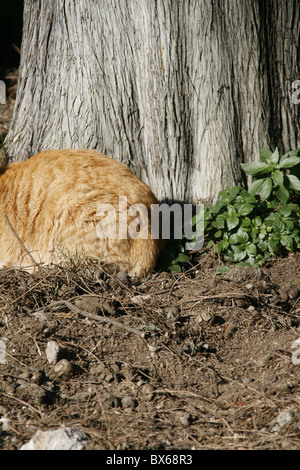 detail of cute tired cat sleeping outdoors in sun Stock Photo