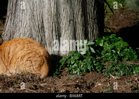 detail of cute tired cat sleeping outdoors in sun Stock Photo