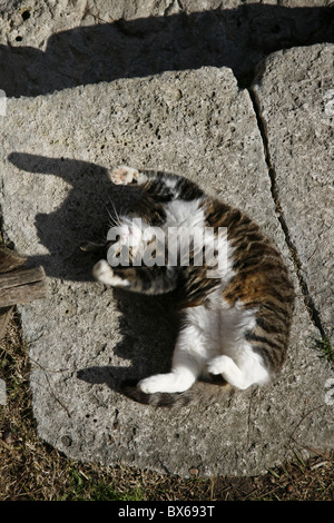 detail of cute tired cat sleeping outdoors in sun Stock Photo