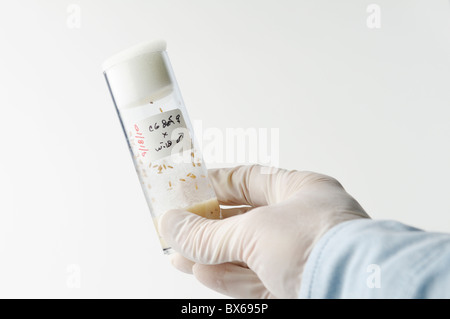 Drosophila melanogaster genetics research Stock Photo