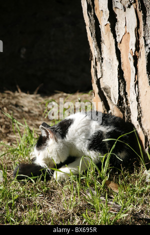 detail of cute tired cat sleeping outdoors in sun Stock Photo