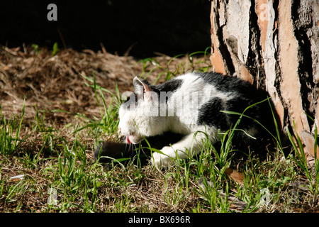 detail of cute tired cat sleeping outdoors in sun Stock Photo