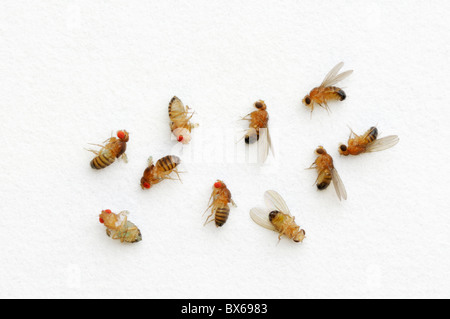 Drosophila melanogaster variations - mutant vestigial wings on left, sepia eyes on right Stock Photo