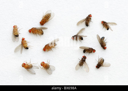 Fruit fly, Drosophila melanogaster, color variation. On the left are wild type flies, on the right is ebony body color mutation. Stock Photo