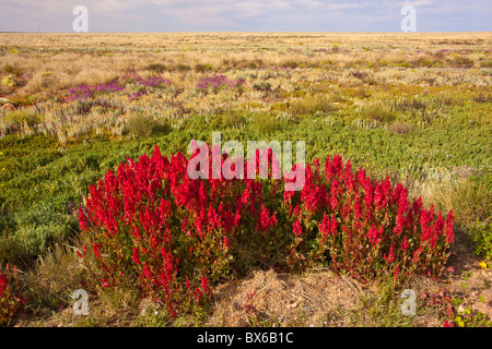 Red wild hops on the Barrier Highway between Broken Hill and Wilcannia Road, New South Wales Stock Photo