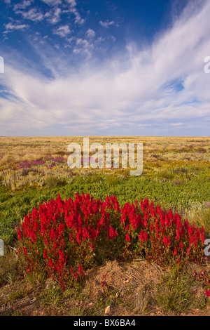 Red wild hops on the Barrier Highway between Broken Hill and Wilcannia Road, New South Wales Stock Photo