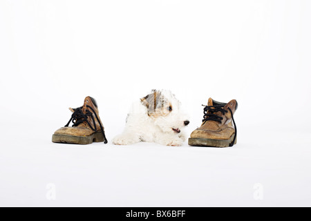 Fox terrier cub plays with Dr. Marten shoes. (CTK Photo/Martin Sterba) Stock Photo