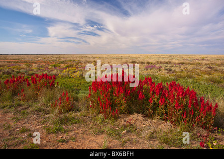 Red wild hops on the Barrier Highway between Broken Hill and Wilcannia Road, New South Wales Stock Photo