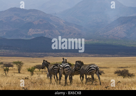 Zebras at the Nechisar National Park, Ethiopia, Africa Stock Photo