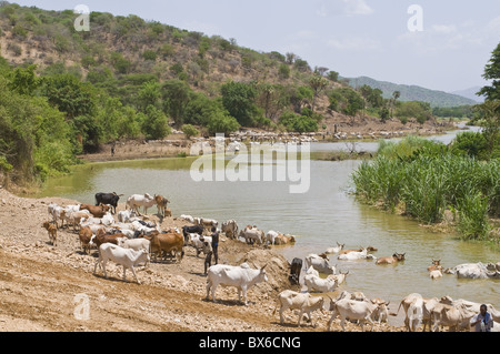 Africa, Ethiopia, Omo River Valley Hamer Tribe Women are willing to be  whipped by relatives to show their loyalty and love. They do not flinch or  show Stock Photo - Alamy