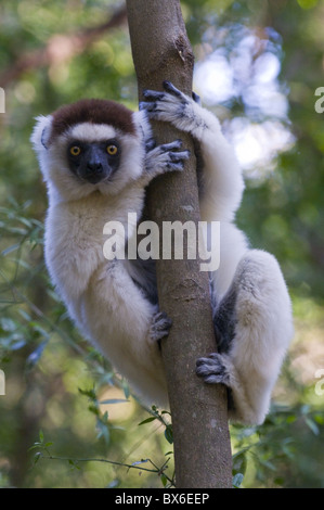 Verreaux's Sifaka (Propithecus verreauxi), Berenty Private Reserve, Madagascar, Africa Stock Photo