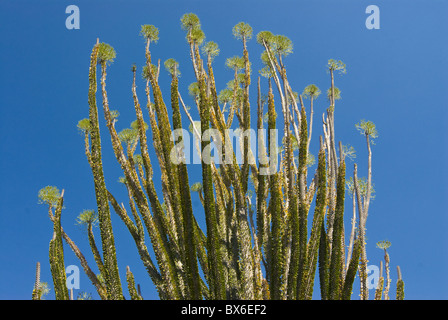 Spiny forests at the Berenty Private Reserve, Madagascar, Africa Stock Photo