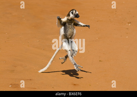 Leaping verreauxi lemur (Verreaux's Sifaka), Berenty Private Reserve, Madagascar, Africa Stock Photo