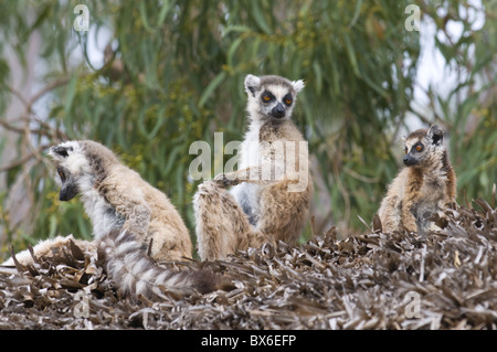 Ring-tailed Lemurs (Lemur catta), bathing in the sun, Berenty Private Reserve, Madagascar, Africa Stock Photo