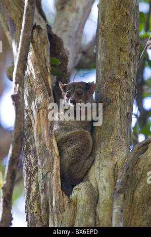 Microcebus ravelobensis (Golden-brown Mouse Lemur), Ankarafantsika National Park, Madagascar, Africa Stock Photo