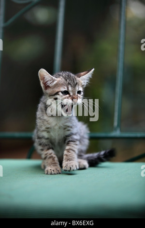 cute little indian kitten Stock Photo