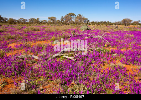 Purple pea wildflowers with dead trees on the White Cliffs to Wilcannia Road, New South Wales Stock Photo