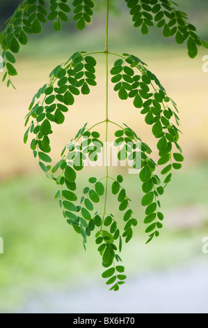 Moringa oleifera, Drumstick Tree leaves. India Stock Photo