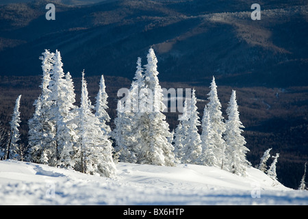 Image of beautiful trees covered with snow in winter forest Stock Photo