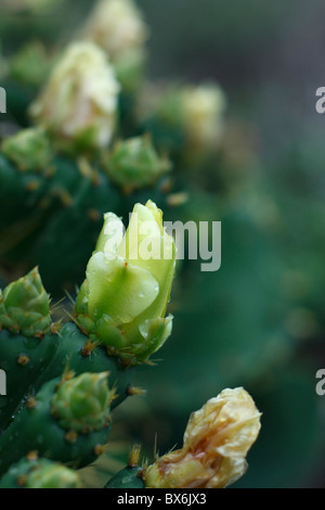 Yellow blossoms on wild cactus in the rain at the beach in Tainan, Taiwan. Stock Photo