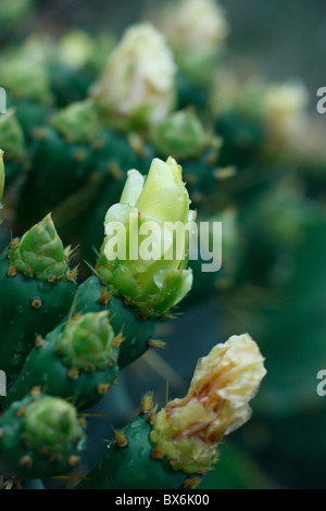 Yellow blossoms on wild cactus in the rain at the beach in Tainan, Taiwan. Stock Photo