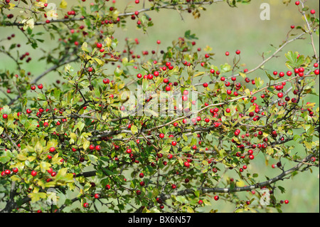 Common hawthorn (Crataegus monogyna) in autumns with its edible red haws - Vaucluse - Provence - France Stock Photo