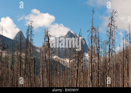 Vermilion River, forest fire zone and mountain views, near Vermilion Crossing, Kootenay National Park, British Columbia, Canada Stock Photo