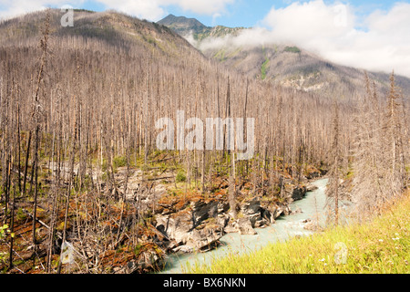 Vermilion River, forest fire zone and mountain views, near Vermilion Crossing, Kootenay National Park, British Columbia, Canada Stock Photo