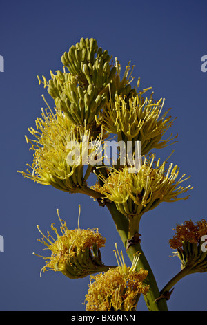 Desert Agave (Century Plant) (Agave Deserti), Anza-Borrego Desert State Park, California, USA Stock Photo