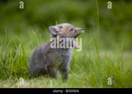 young red european fox Stock Photo