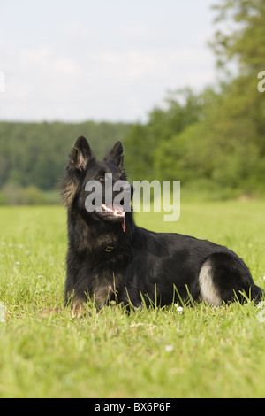 Deutscher Schäferhund, German Sheperd Stock Photo