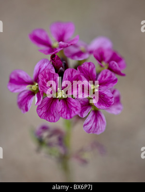 Parry’s primrose (Primula parryi), Mount Evans, Colorado, United States of America, North America Stock Photo