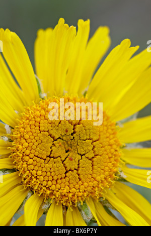 Old man of the mountain or Alpine sunflower (Hymenoxys grandiflora), Mount Evans, Colorado, USA Stock Photo