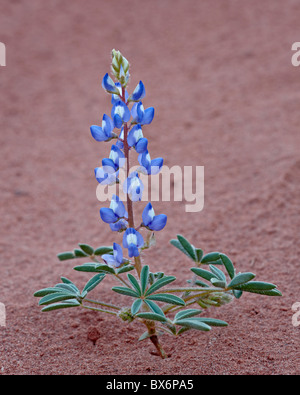 Dwarf lupine (small lupine) (rusty lupine) (Lupinus pusillus), Canyon Country, Utah, United States of America, North America Stock Photo