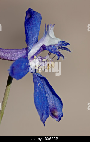 Anderson's larkspur (Delphinium andersonii), Canyon Country, Utah, United States of America, North America Stock Photo