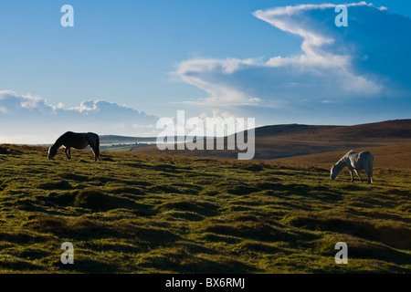 Wild Ponies on Bodmin Moor Cornwall UK Stock Photo