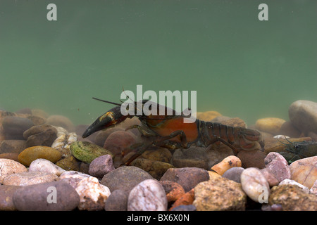 american signal crayfish (Pacifastacus leniusculus) in water Stock Photo