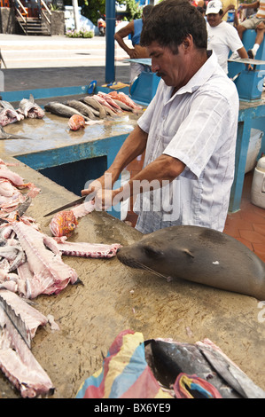 Sea lion steals scraps at the fish market, Puerto Ayora, Isla Santa Cruz (Santa Cruz island), Galapagos Islands, Ecuador Stock Photo