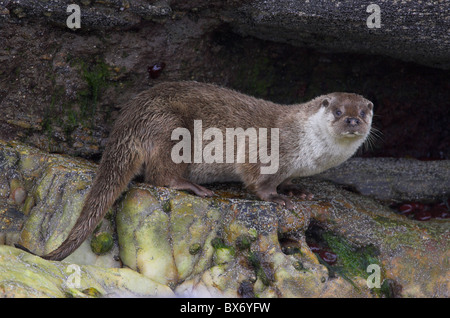 female Eurasian otter lutra lutra on rocks on Shetland Isles Scotland Stock Photo